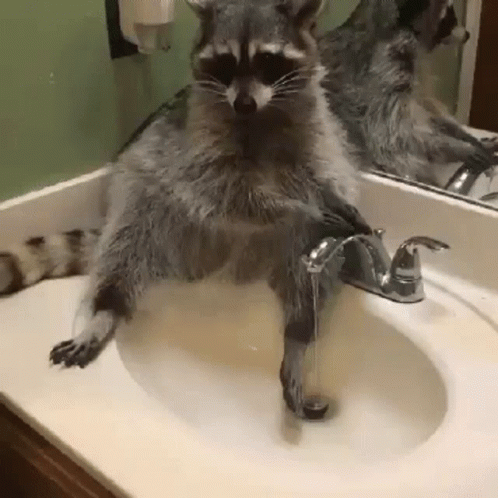 Wash Your Hands Cute Raccoon – WhimsicalArtwork™